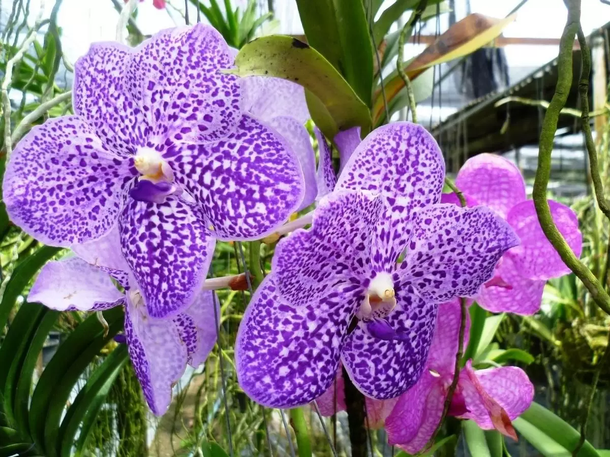 таиланд орхидеи в природе