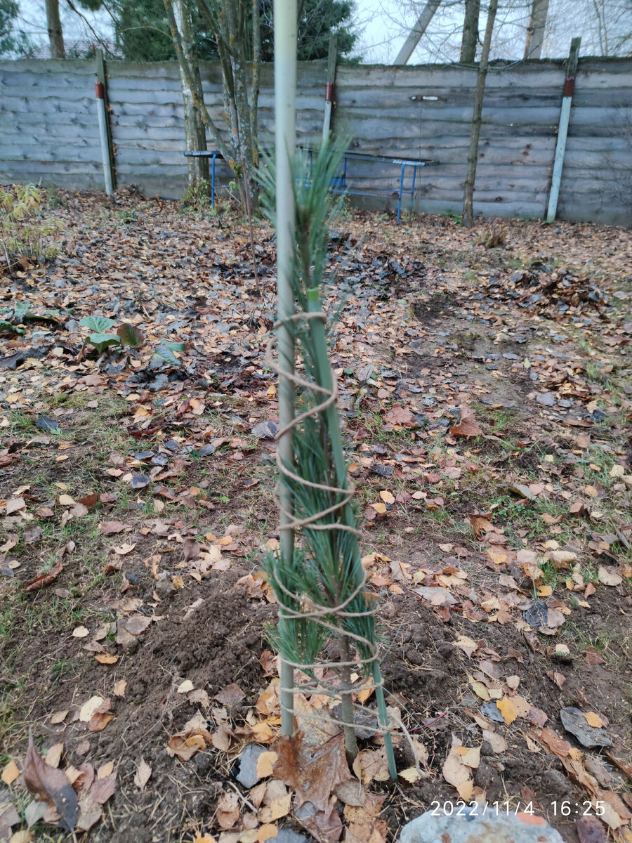 Сосна Сноу Пилар