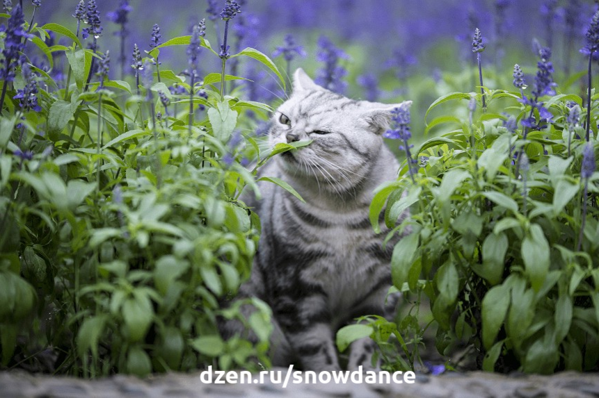 Запахи, которые ненавидят кошки: как правильно выбрать ароматы для своего дома