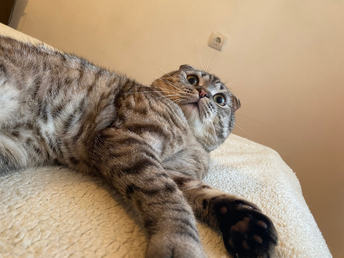 Что орать то так🙀