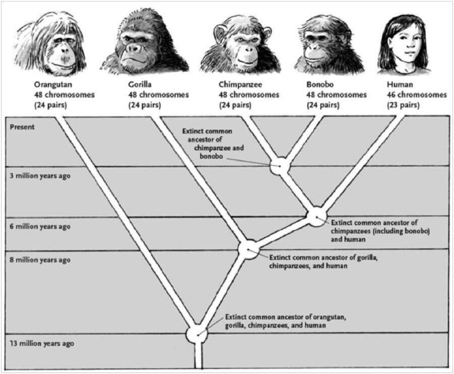 Предки людей виды. Эволюционное Древо гоминид. Филогенетическое дерево гоминид. Эволюция обезьяны и гоминида. Эволюционное Древо приматов.