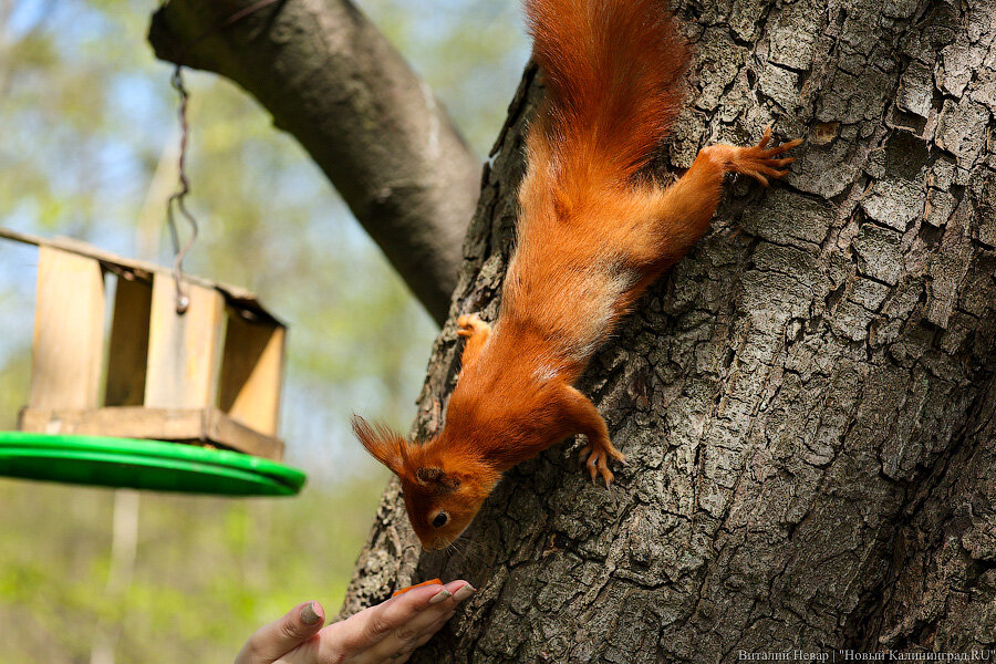 Фото: Виталий Невар / Новый Калининград