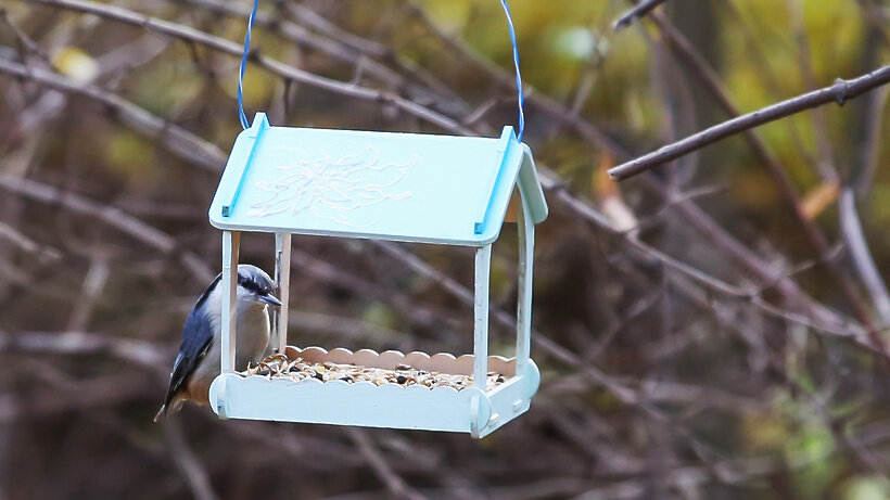    Кормушки для птиц и белок развесили в Терлецком лесопарке в Москве © Департамент природопользования и охраны окружающей среды Москвы