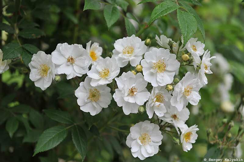 Роза `Rambling Rector' 