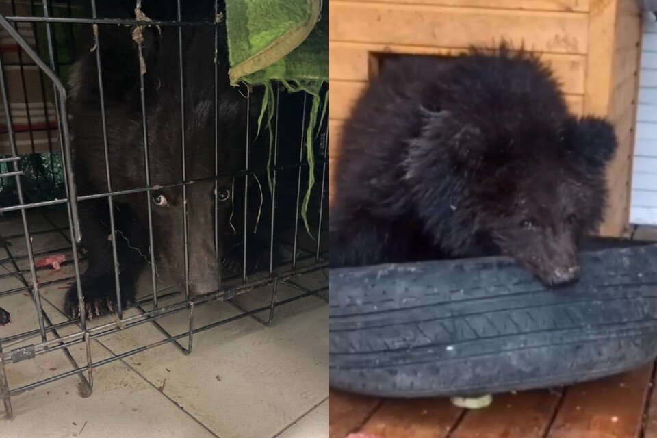     Одну зовут Мишель, второго Яша. Фото: animal_nsk – Новосибирск.