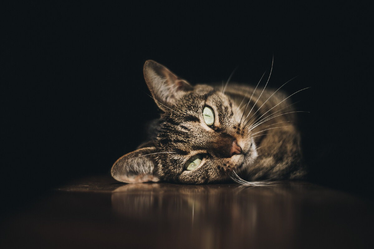 Могут ли кошки видеть в темноте? И нужно ли им оставлять свет, когда вы  уходите на работу? | Гипермаркет «ВамСвет» | Дзен
