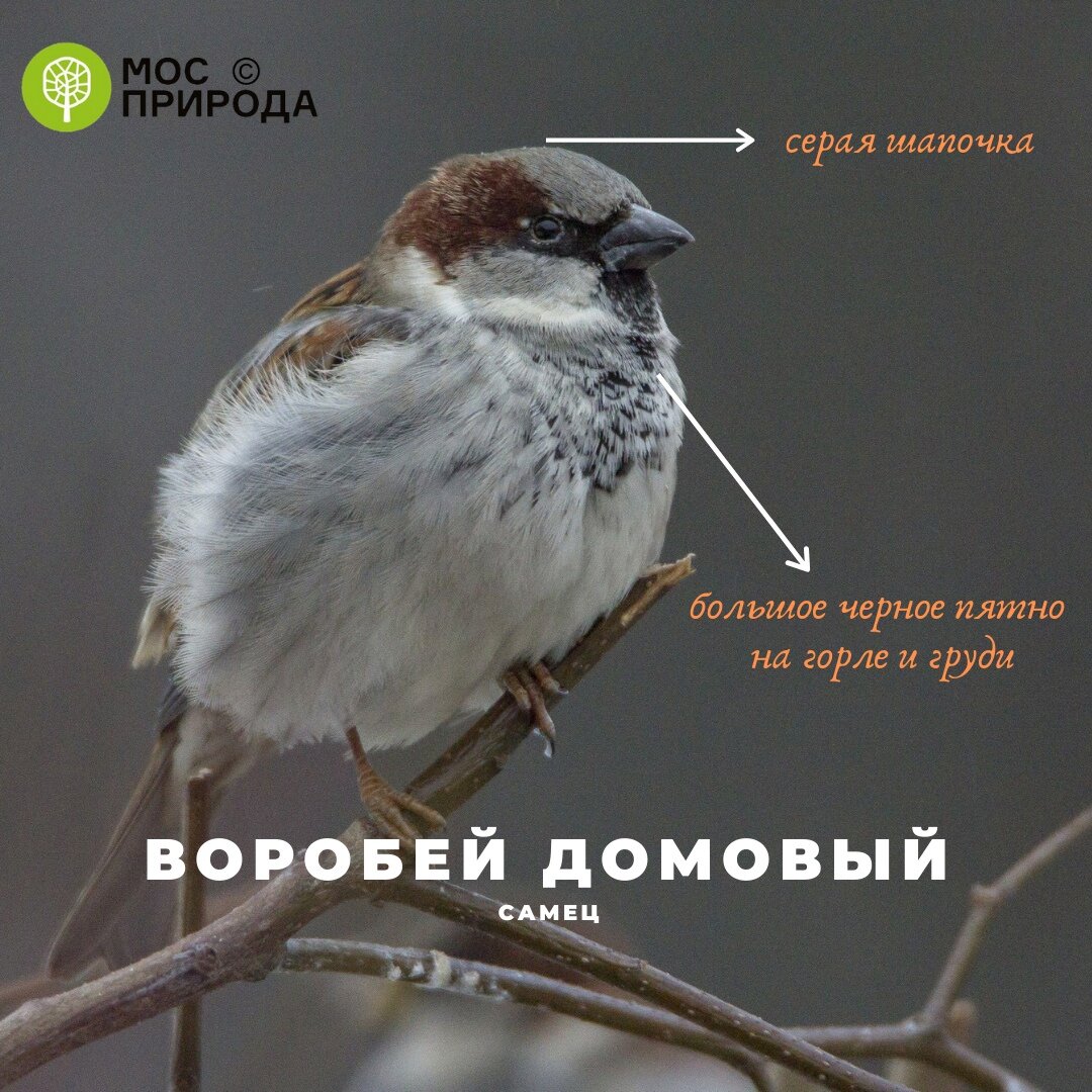 Фото: пресс-служба Мосприроды 