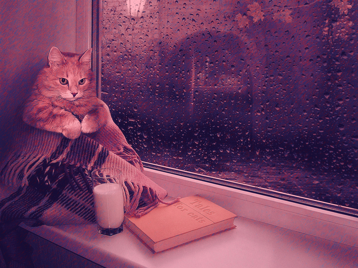                                          Кот который всегда ждет у моря погоды...