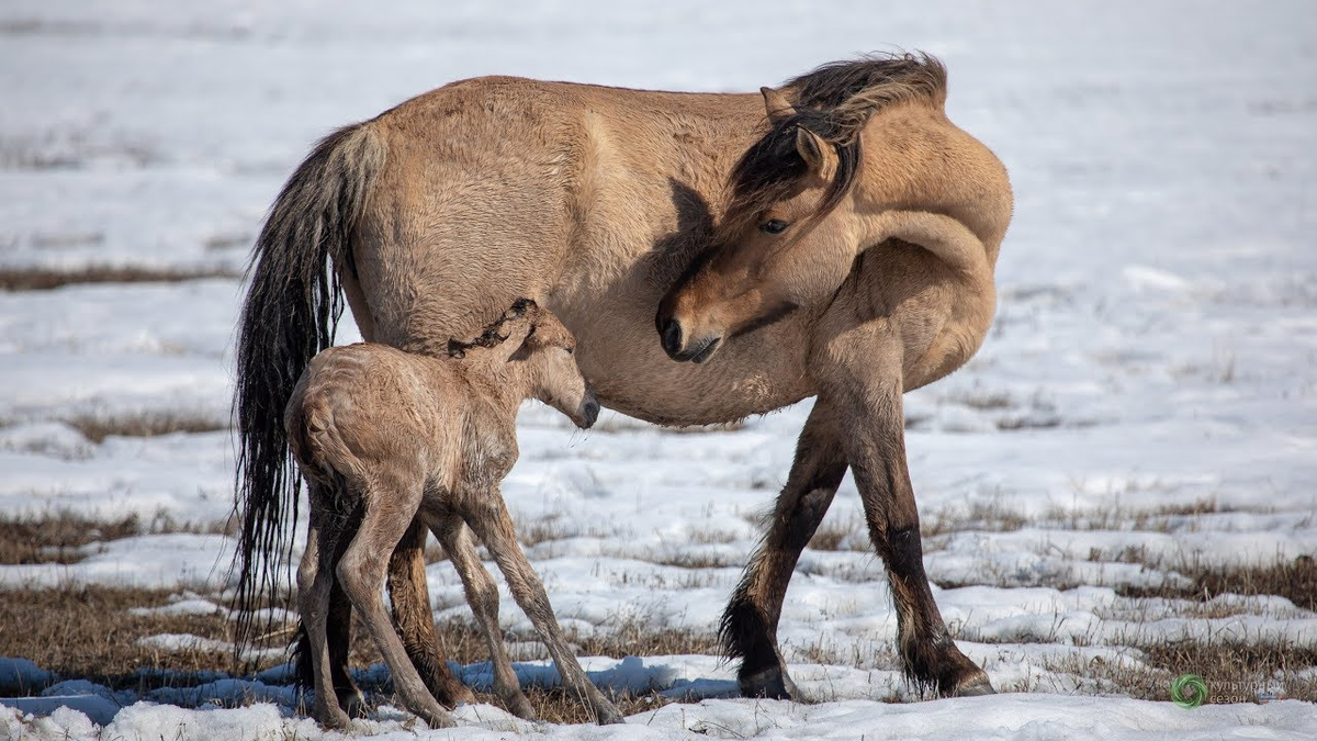 Зимняя пастьба называется тебенёвкой. В таких суровых условиях выживают даже новорождённые коняшки.