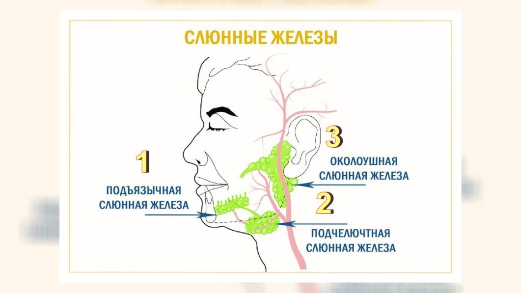 Вот оно наше слюноточивое хозяйство. Как видите, расположено оно по тому самому углу молодости, который так часто провисает // изображение и орфография vetgospital31.ru, нумерация авторская