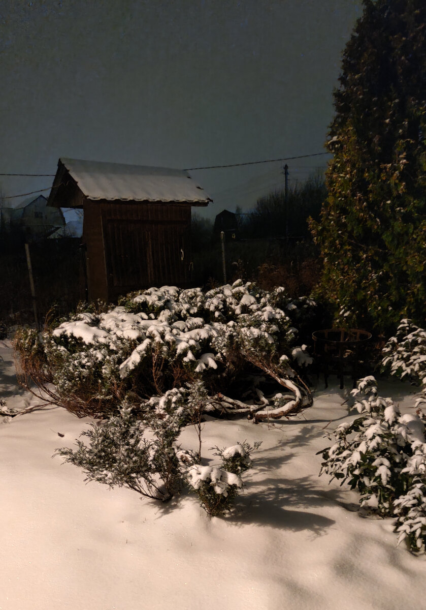 Горизонтальный можжевельник