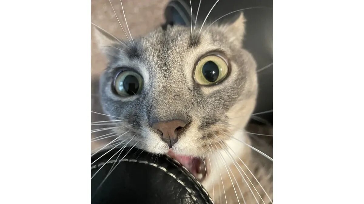 В смысле, ты уже вернулся? В смысле, нельзя? Фото: boredpanda.com