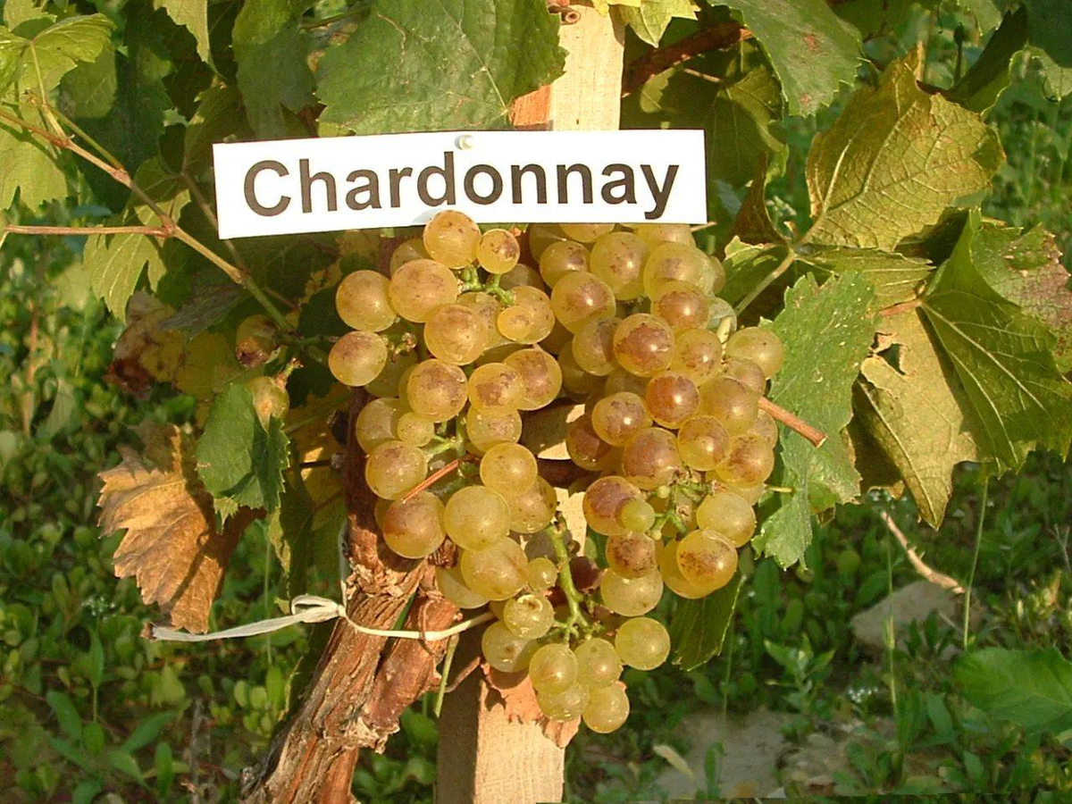 Шардоне сорт винограда. Шардоне сорта белого винограда. Виноград Шардоне описание сорта. Сорт Шардоне.