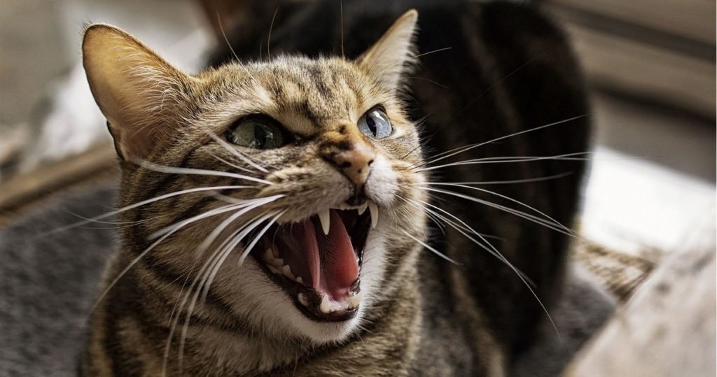 яндекс фото