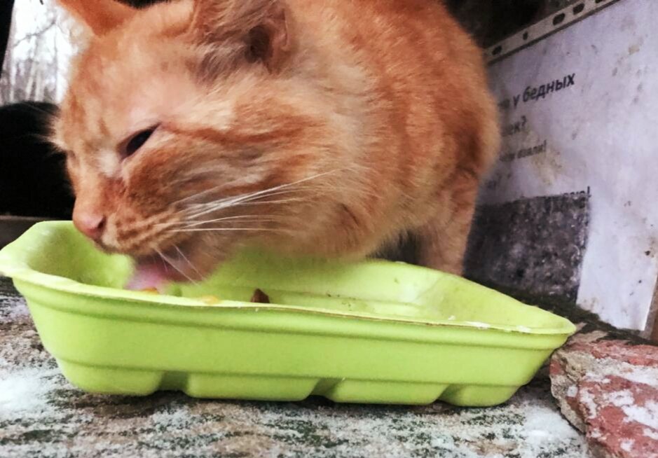 Котик кушает с аппетитом. Заметно, что голодный