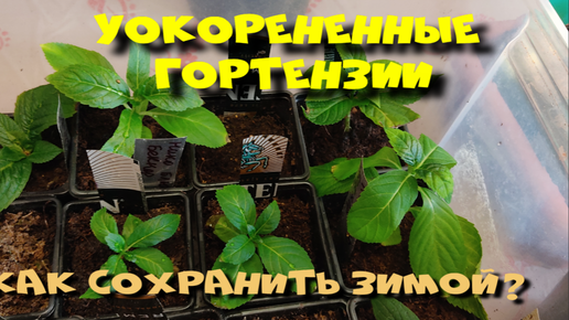 Укорененные черенки гортензии зимой. | Женские секреты, полезные советы ...