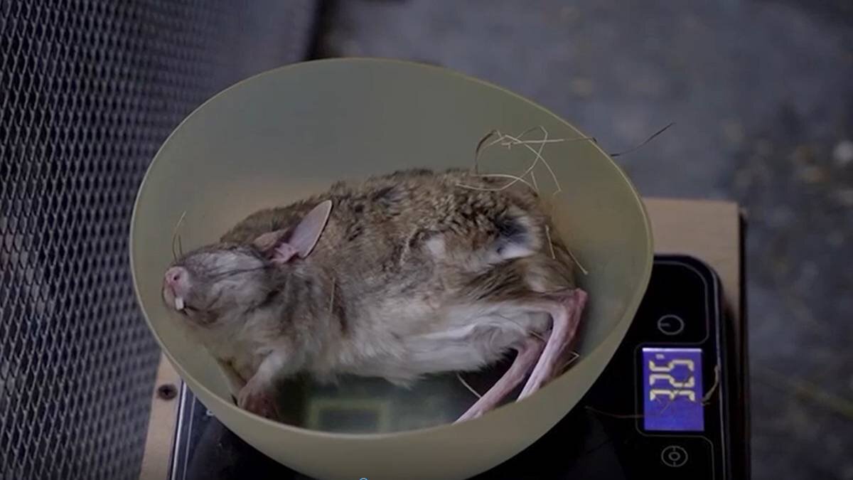    Фото: Telegram / Москва с огоньком