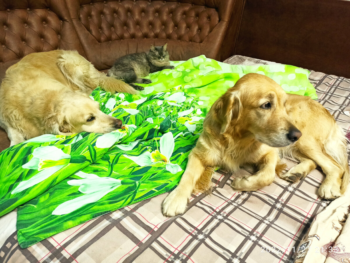 Хорошо, когда на диване спят только эти трое. Для всей семьи там места маловато