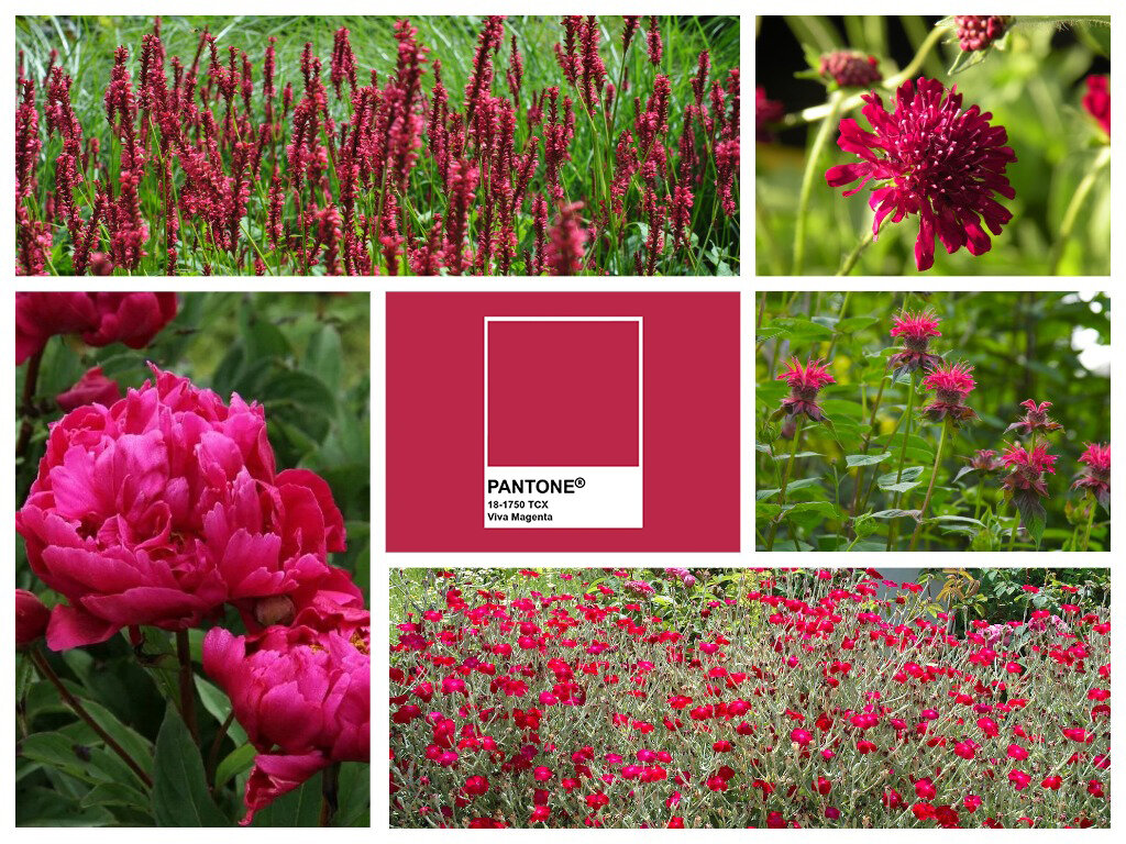 Коллаж растений цвета Viva magenta от Pantone.