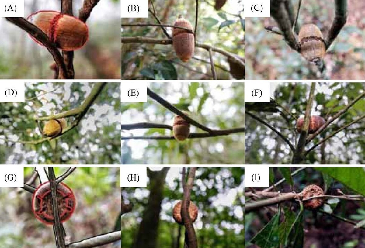   Suqin Fang et al. / biorXiv, 2022