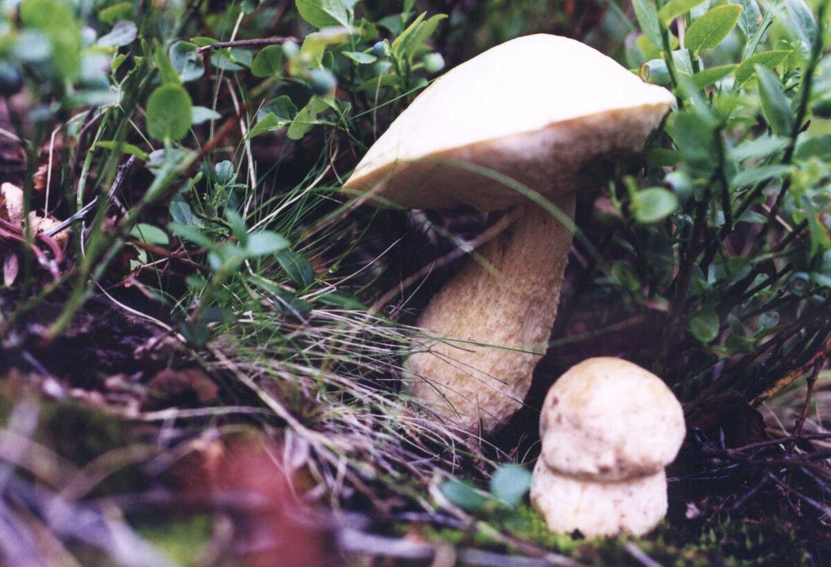 Губы грибы (67 фото)