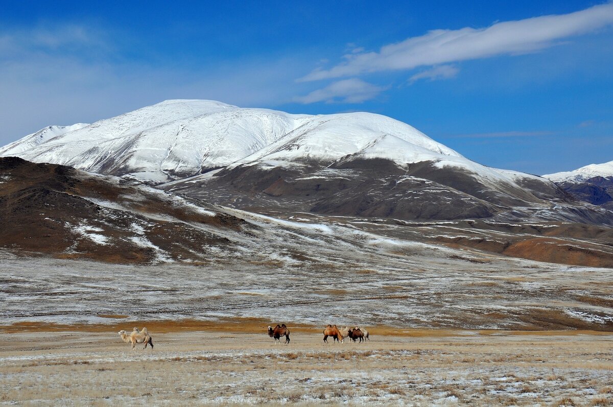 Стадо верблюдов пасется в предгорьях Курайского хребта на фоне массива горы Табожок.