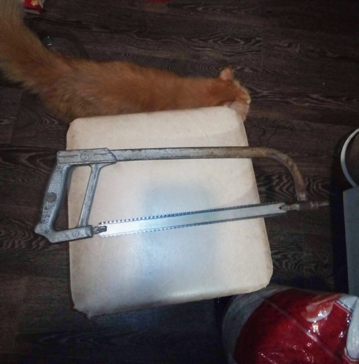 Котики сразу смекнули, зачем мать лобзик на кухню понесла! 
