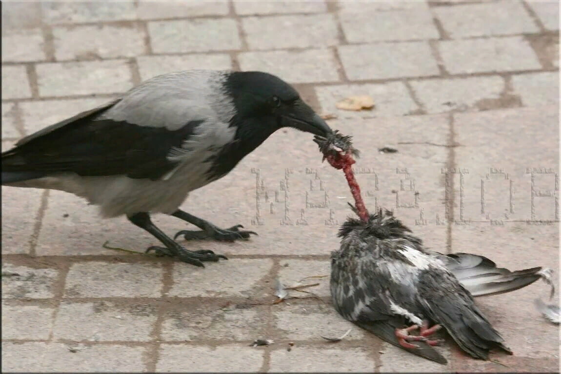 К чему снится ворона? Сонник ворона