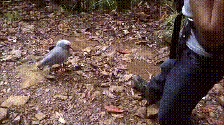 - Смари как могу! 
- А летать можешь?
- У всех свои пределы!