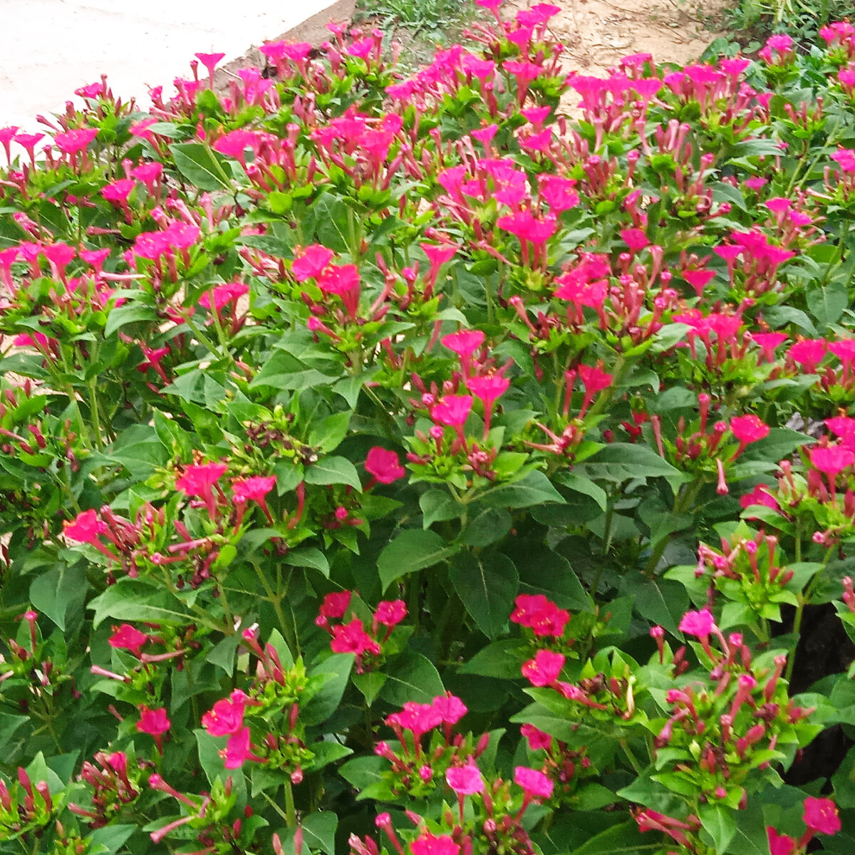 совковые заряночки