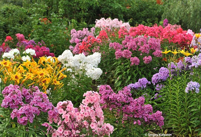 Простота ухода и высокая стойкость к болезням