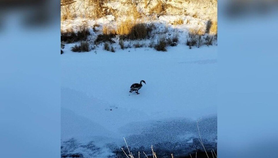     Фото: соцсети