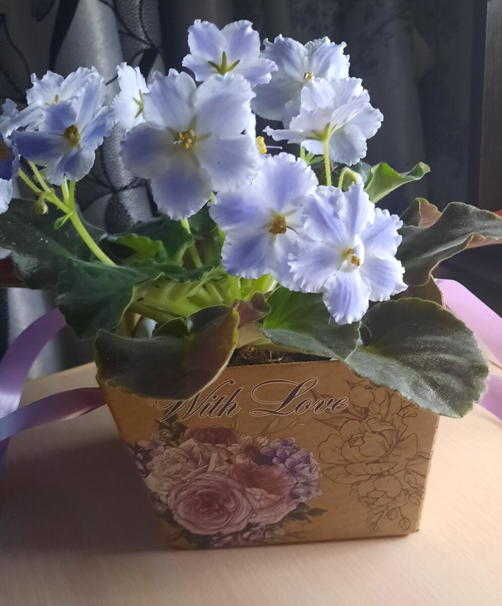 Вот эту красотулю я ждала почти год.