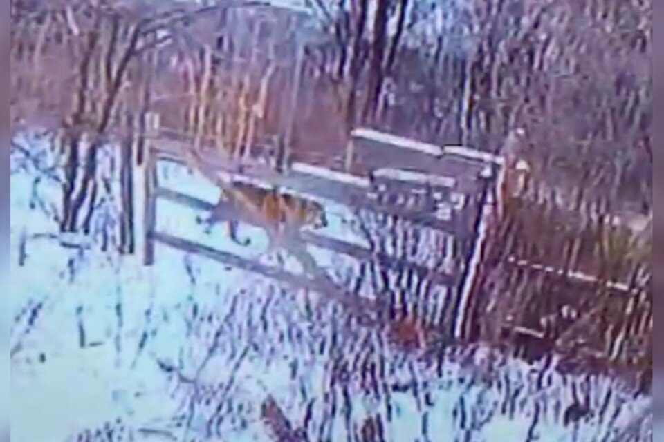     Опасный хищник забрел в село утром, 9 декабря  Скриншот с видео
