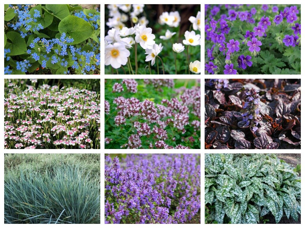 Коллаж растений №1. Соответствует списку: слева направо, сверху вниз.