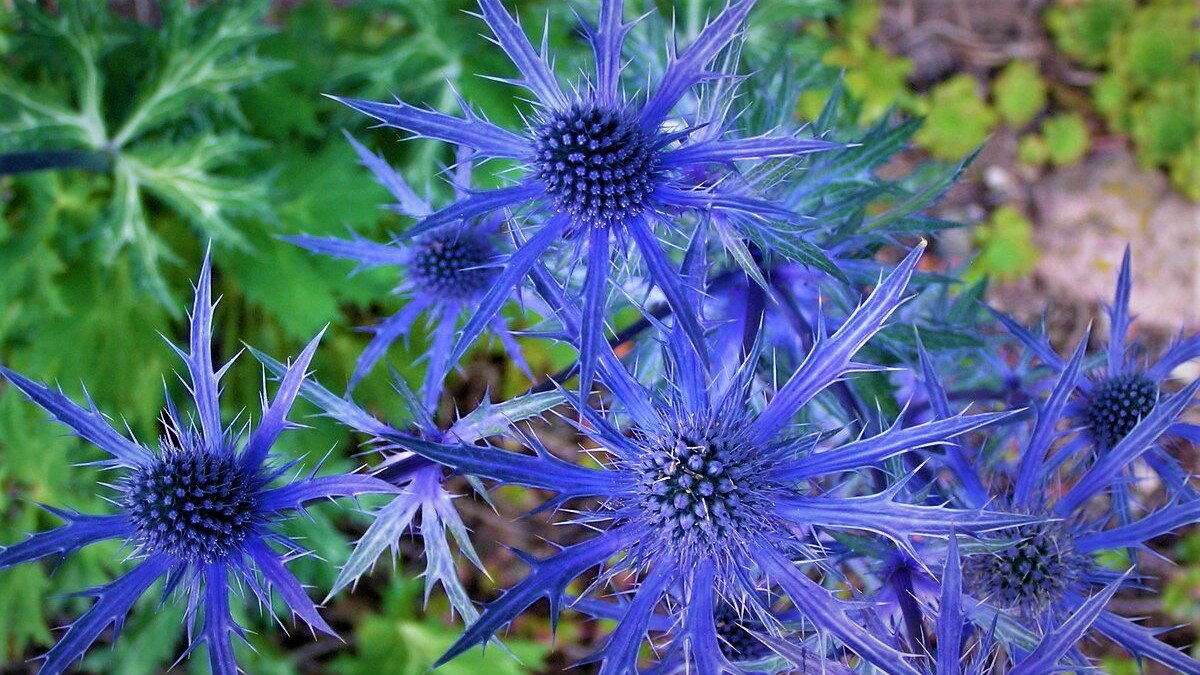 Синеголовник Альпийский Eryngium