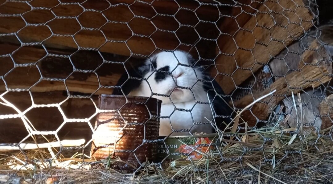 Молодая кролишка 