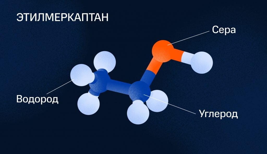 Структурная формула молекулы этилмеркаптана напоминает домашнего питомца