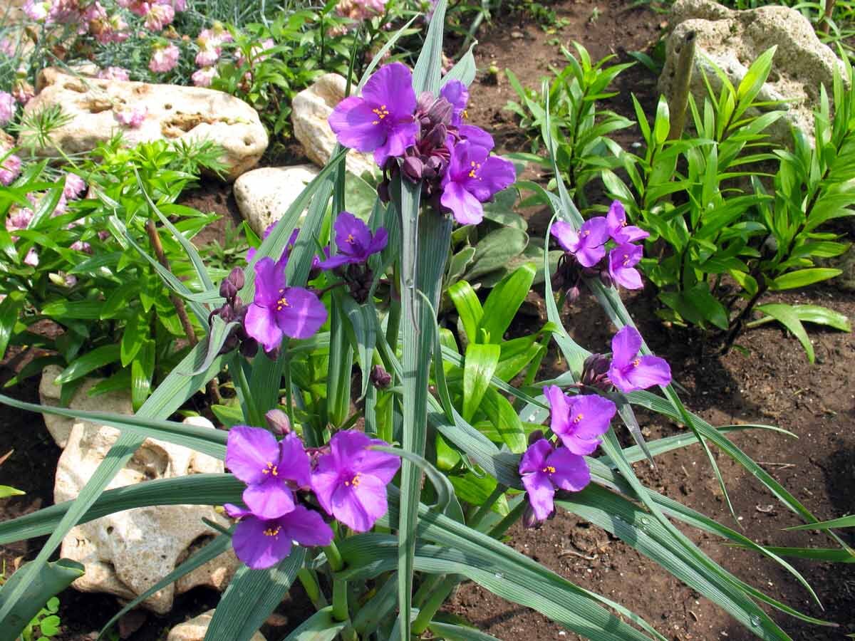 Ссылка на https://flo.discus-club.ru/images/stories/tradescantia/tradescantia1.jpg