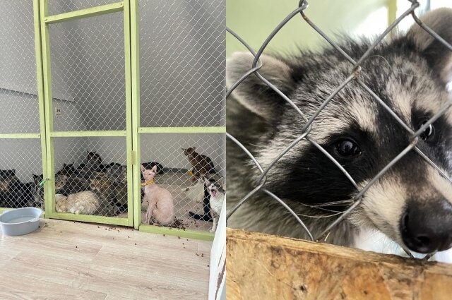    Фото: Предоставлено героем публикации/ Xvost-Bar