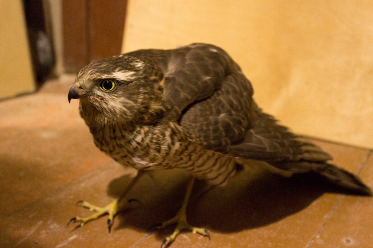 Ястреб-перепелятник. Фото автора