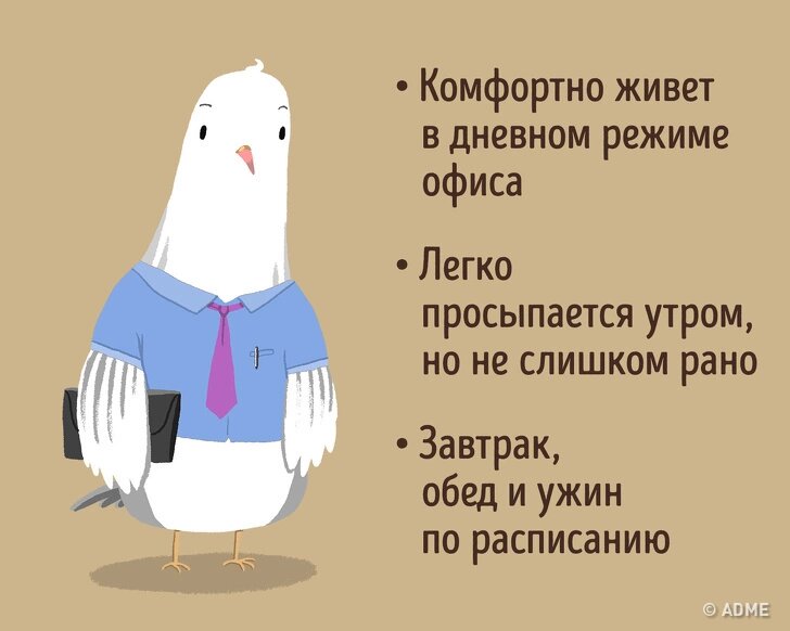 Биоритмы жаворонки совы и голуби. Жаворонки совы и голуби хронотипы человека. Жаворонки хронотипы человека. Типы людей жаворонок сова голубь. Биоритмы сова жаворонок голубь.