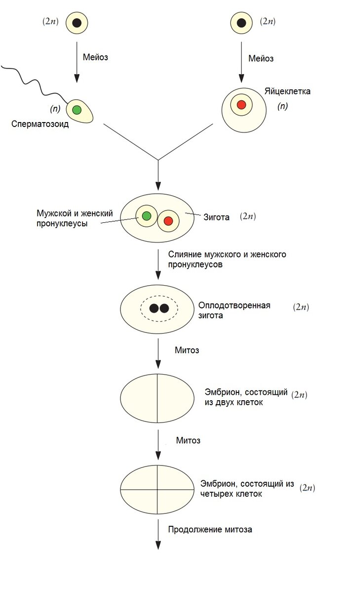 Рисунок 2. Генерация диплоидной (2n) зиготы. Диплоидная (2n) оплодотворенная яйцеклетка (зигота) образуется в результате слияния гаплоидных (n) сперматозоида и яйцеклетки. Последовательные митотические деления порождают множество диплоидных клеток в организме (соматические клетки). Источник: doi:10.1128/9781555818890.ch3.f3.2