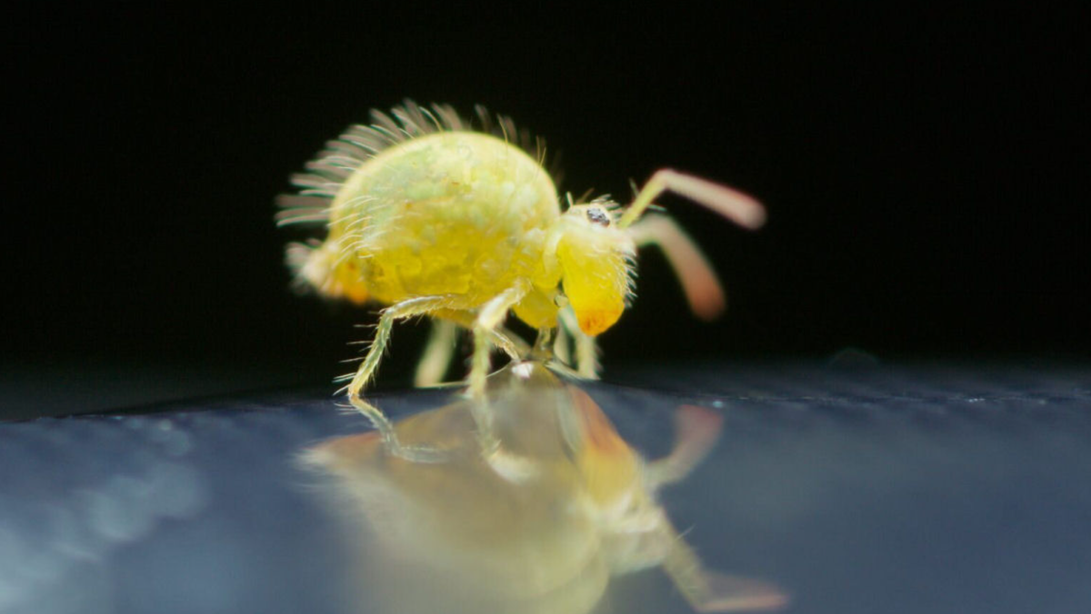 Маленькие прыгучие насекомые. Sminthurus viridis. Коллембола. Прыгающие насекомые. Ногохвостки в аквариуме.