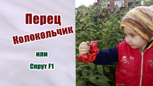 Перец колокольчик-Спрут F1. Особенности выращивания. #перец