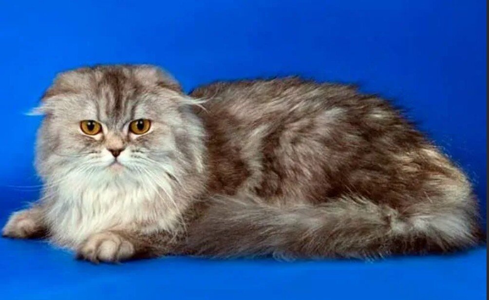 Коротко и длинношерстные кошки. Шотландская вислоухая кошка длинношерстная. Шотландская вислоухая длинношерстная кошка хайленд фолд. Шотландский кот хайленд фолд. Шотландская кошка хайленд фолд.