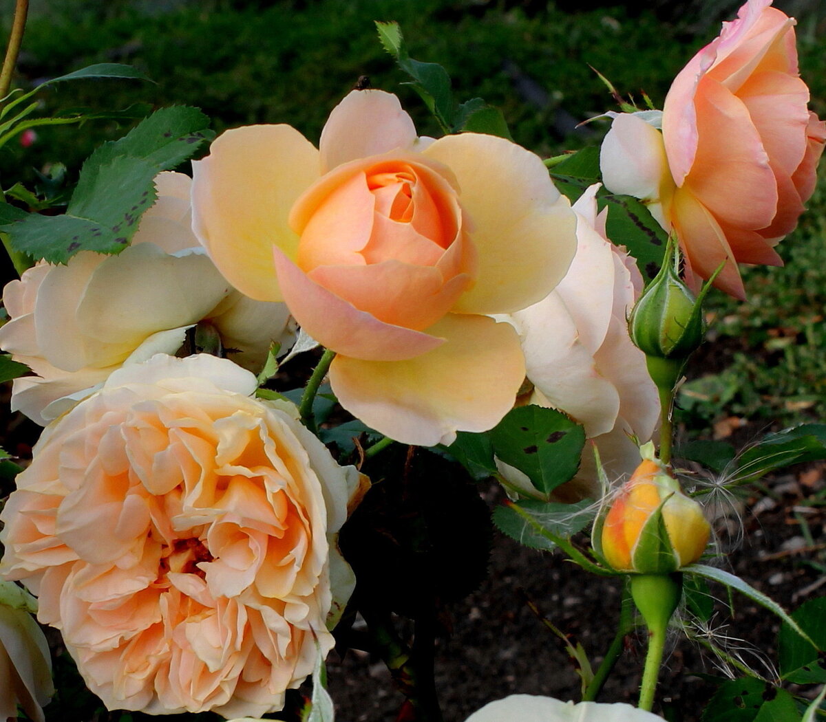 Женевьев Орси.