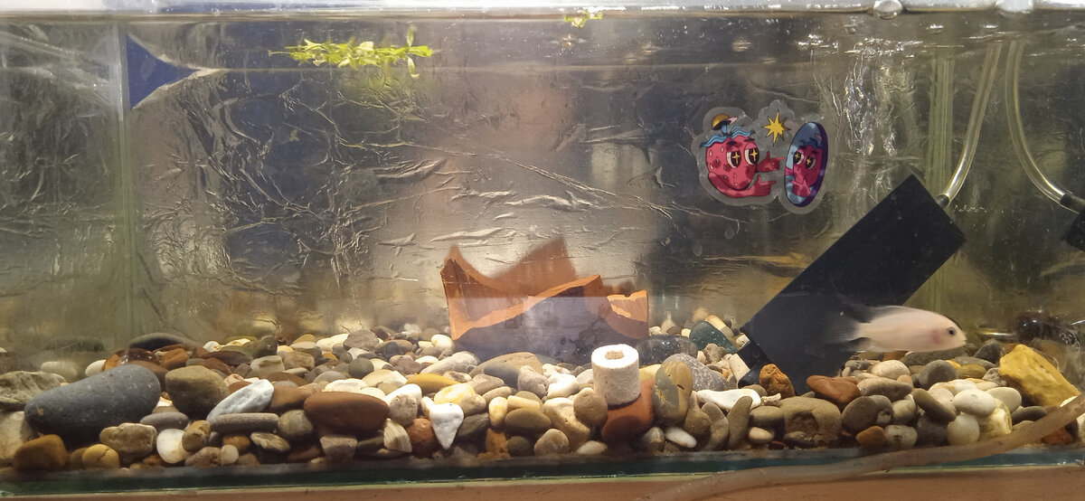 Мой отсадник