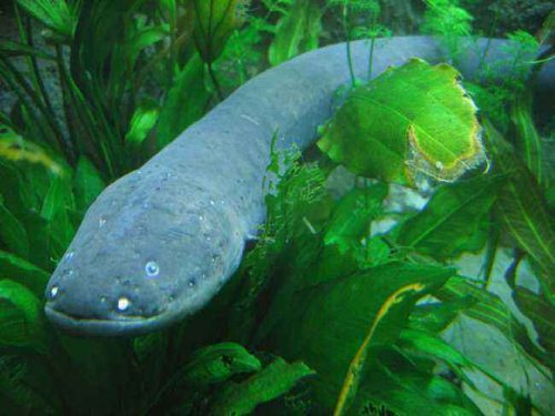 2. Электрический угорь- Рыба встречается только в реках Латинской Америки, в том числе – в Амазонке. Внешне похож на обычного угря, но отличается размерами и толщиной. Обладает уникальной системой органов, способных генерировать разряд до 600 В, который мгновенно парализует добычу. Люди, получившие подобный удар током, могут захлебнуться и умереть. 