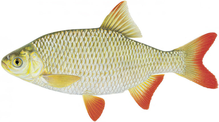 Scardinius erythrophthalmus